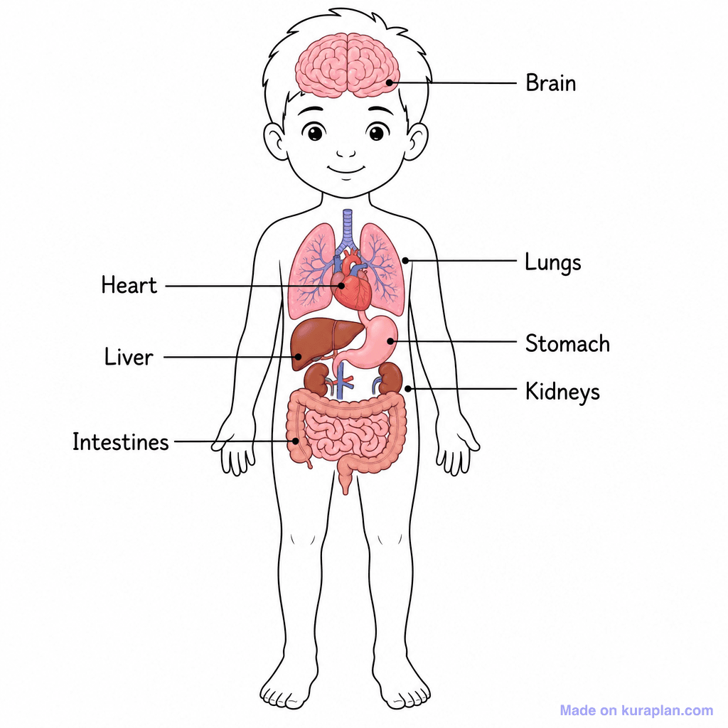 Human Body — Stamps illustration sample